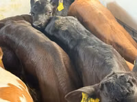 Bovins (lot, sexe non indiqué), Simmental cattle — photo 5