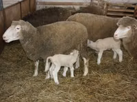 Widder, Dorset horn sheep — Foto 3