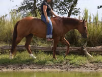 公马, Quarter Horse — 照片 4
