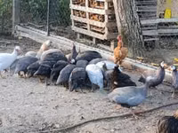 Guinea fowl — photo 4