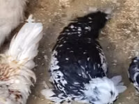 Chickens — الصورة 2