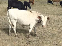 Cow, Red Polled Cow — photo 2