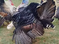Turkeys — photo 1