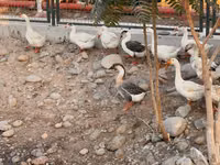 लिंडा — फ़ोटो 1