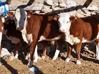Bovins (lot, sexe non indiqué), Vache kazakhe à tête blanche — photo 2