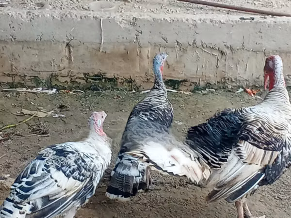 Turkeys — Sénégal