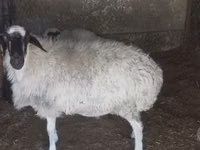 Brebis, Afghan Arabi sheep — photo 2