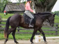 公马, Percheron — 照片 5