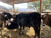 Taureau, Swiss cattle — photo 6
