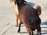 绵羊（批次，未指定性别）, Sheep — 照片 2