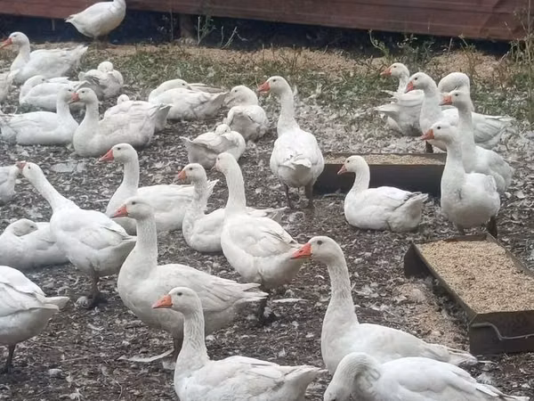 Geese