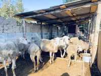 Widder, Merinoland sheep — Foto 3