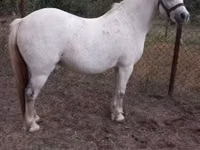 Stute, Falabella — Foto 1