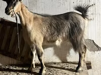 Chèvre, Alpine goat — photo 1