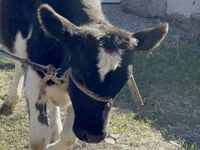 Kuh, Holstein-Rasse — Foto 5