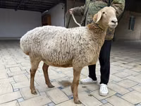 母羊, Arashan sheep — 照片 5
