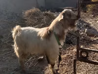 Goat, Alpine goat — photo 1