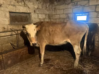 母牛, Cattle — 照片 3