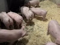 सूअर (लॉट, लिंग निर्दिष्ट नहीं) — फ़ोटो 2