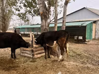 Taureau, Russian Black pied cattle — photo 1