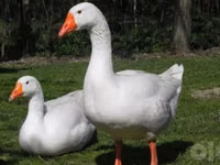 लिंडा — फ़ोटो 5