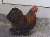 Bantam Pekín — foto 5