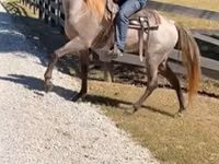 Cheval, Rocky Mountain Horse — photo 4