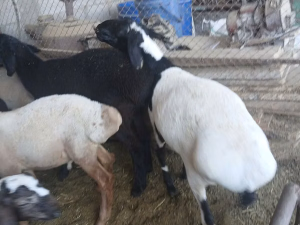 Bélier, Rhon sheep