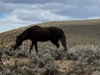 घोड़ी, National Show Horse — फ़ोटो 7