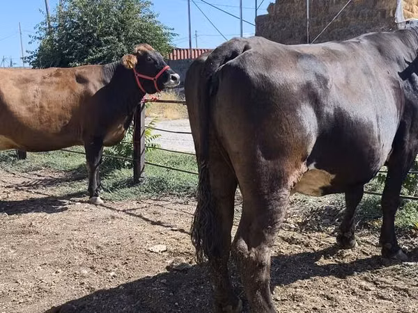 بقرة, Russian Black pied cattle