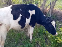 بقرة, Russian Black pied cattle — الصورة 1