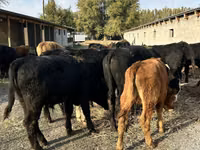 Toro, Aberdeen-Angus — foto 3