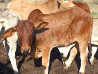 牛只（批次，未指定性别）, Cattle — 照片 2