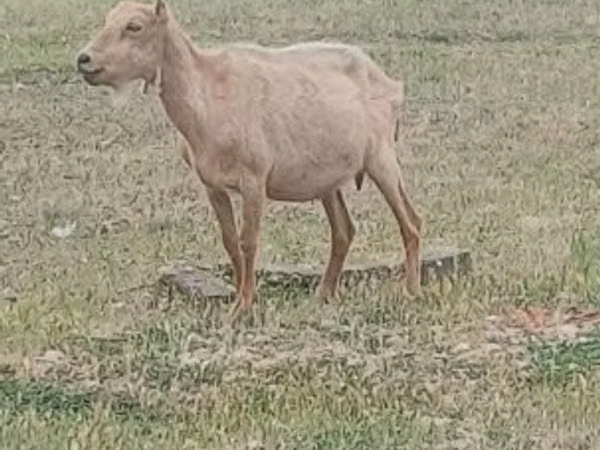 Ziegenbock, Alpine goat
