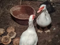 Ducks — Foto 2