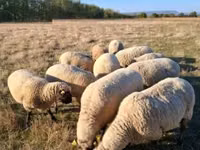 Widder, Shroshire sheep — Foto 2