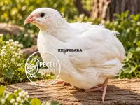 Quails — फ़ोटो 1
