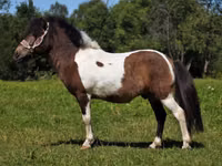 حصان, American shetland pony — الصورة 5