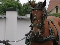 母马, Horses — 照片 1
