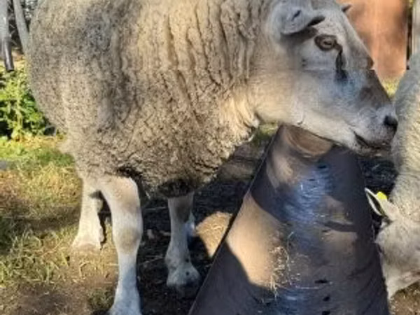 Widder, Texel sheep