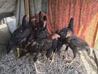 Chickens — Foto 3