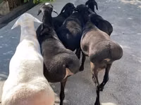 Widder, Schafe — Foto 1
