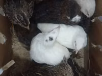 Quails — photo 1