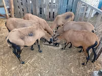 Schaf, Cameroon sheep — Foto 1