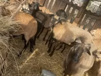 Widder, Cameroon sheep — Foto 6