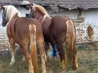 حصان, Suffolk Punch — الصورة 3