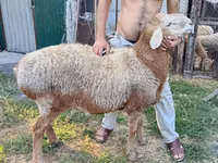 Carnero, Rhon sheep — foto 4