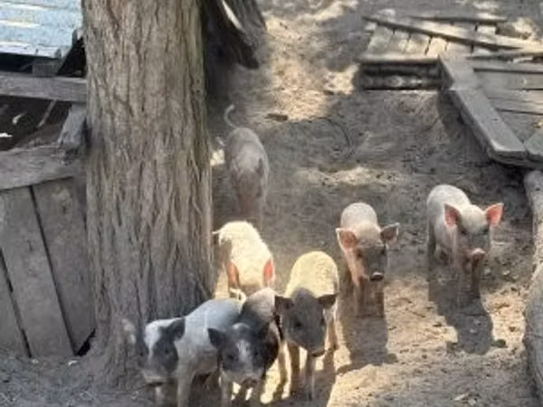 नर सूअर, 