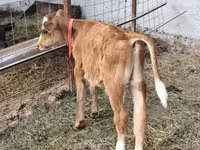 Bulle, Simmental cattle — Foto 4
