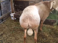 公羊, Rambouillet sheep — 照片 5